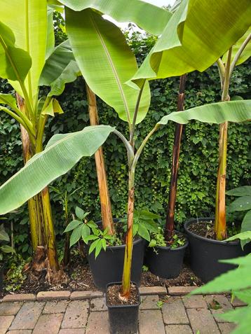 Musa Helens Hybride kruising tussen Sikkemensis Red Tiger beschikbaar voor biedingen