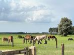 Pensionstal met weidegang in omgeving Nijkerk, Weidegang