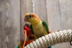 Baby Caique´s | Roestkop | Zwartkop | Handtam, Dieren en Toebehoren, Vogels | Parkieten en Papegaaien, Meerdere dieren, Papegaai