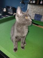 Te koop Kittens, Dieren en Toebehoren, Katten en Kittens | Raskatten | Korthaar, Ontwormd