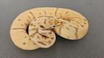 1.0 Banana leopard spider ph pied., Dieren en Toebehoren, Reptielen en Amfibieën, Slang, Tam, 0 tot 2 jaar