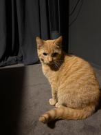 Liefe rode kat, Kater