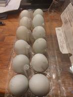 Broedeieren Cream Legbars., Dieren en Toebehoren, Ophalen, Nieuw, Overige typen