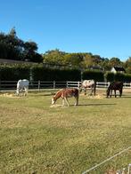 Stalling paard incl. Hooi en grof zaagsel, Stalling