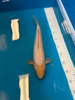 Koi, Dieren en Toebehoren, Vissen | Vijvervissen, Karper of Koi