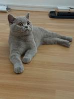 Lief Brits Korthaar poesje (5 maanden) zoekt nieuw thuis, Dieren en Toebehoren, Katten en Kittens | Raskatten | Korthaar, Poes