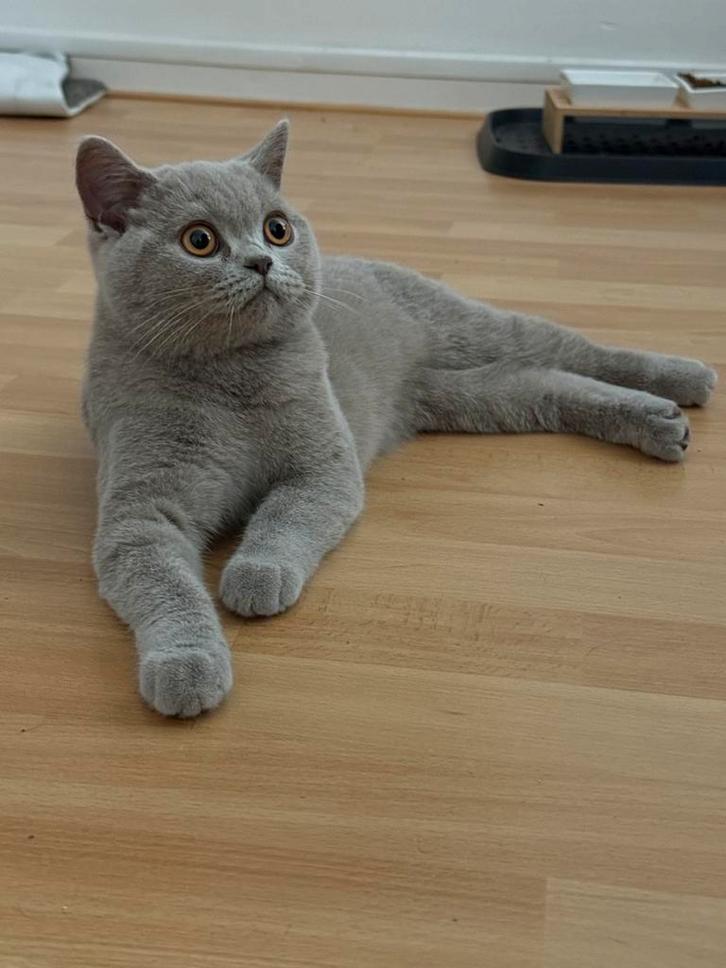 Lief Brits Korthaar poesje (5 maanden) zoekt nieuw thuis, Dieren en Toebehoren, Katten en Kittens | Raskatten | Korthaar, Poes