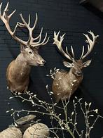 Edelhert hert hertenkop gewei opgezet Taxidermie veluwe, Ophalen, Nieuw, Hert, Gewei of Kop