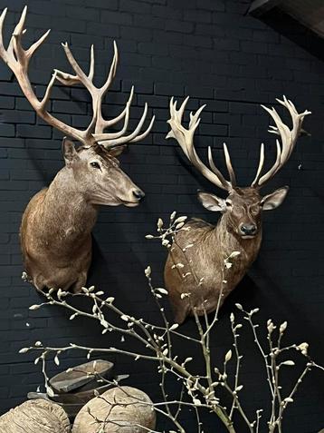 Edelhert hert hertenkop gewei opgezet Taxidermie veluwe beschikbaar voor biedingen