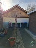 Kastanje boom, Ophalen, Volle zon, Overige soorten, 100 tot 250 cm