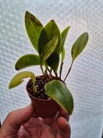 Orchidee Zootropion p6, Huis en Inrichting, Kamerplanten, Ophalen of Verzenden, Halfschaduw, Minder dan 100 cm