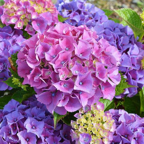 Hortensia - Hydrangea - Boeren Hortensia - Diverse kleuren, Tuin en Terras, Planten | Tuinplanten, Vaste plant, Overige soorten