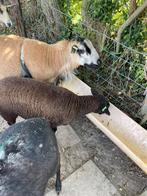 Maasduin dekram, Dieren en Toebehoren, Schapen, Geiten en Varkens, Mannelijk, Schaap