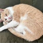 VERMIST kat Bavel/Breda, Dieren en Toebehoren, Vermiste en Gevonden Dieren, Kat