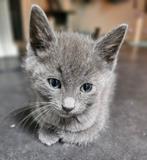 Schattige kittens. Blauwe Rus / Britse korthaar, Meerdere dieren, Kortharig, 0 tot 2 jaar