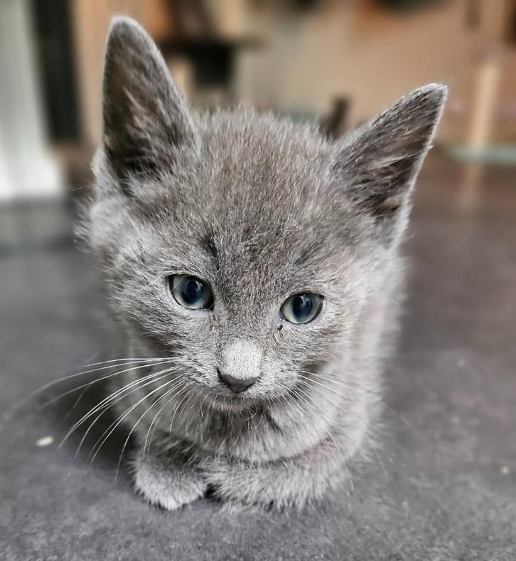 Schattige kittens. Blauwe Rus / Britse korthaar, Dieren en Toebehoren, Katten en Kittens | Overige Katten, Kortharig, Meerdere dieren
