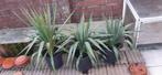 Yucca gloriosa, Ophalen, Overige soorten, Volle zon