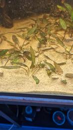 Cryptocoryne wendtii, Ophalen, Plant(en), Steen of Hout
