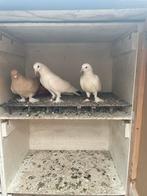 Kelebek Duiven, Dieren en Toebehoren, Ophalen of Verzenden