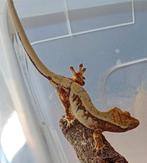 Wimpergekko vrouw Lilly white, Dieren en Toebehoren, Hagedis, 0 tot 2 jaar