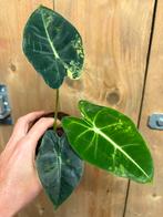 Alocasia frydek variegata plant aurea yellow lemon mint, Huis en Inrichting, Kamerplanten, Ophalen of Verzenden, Halfschaduw, Minder dan 100 cm
