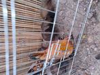 Sabelpoot hen per 2, Dieren en Toebehoren, Vrouwelijk, Kip