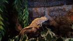 Terrarium inclusief 3 gekko's, Dieren en Toebehoren, Hagedis
