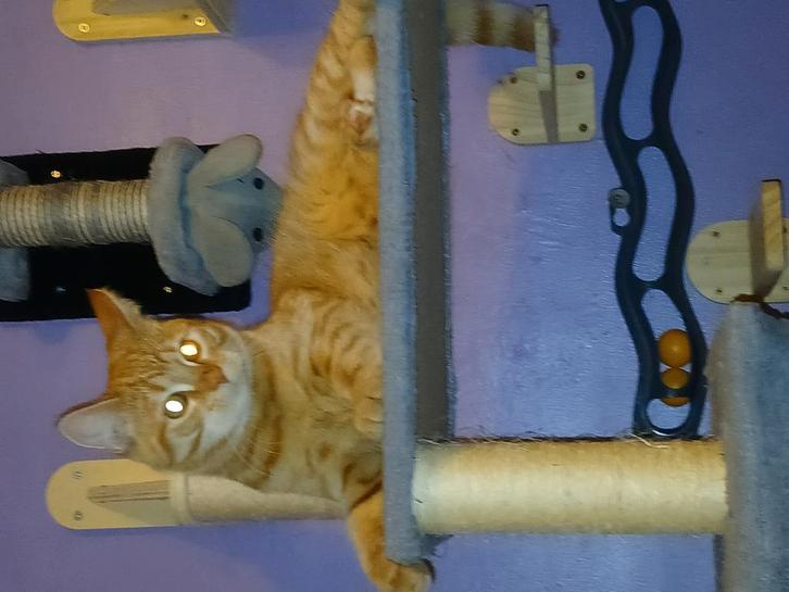 Simba geboren 18-01-2025 mannetje, Dieren en Toebehoren, Katten en Kittens | Raskatten | Korthaar, Kater, Gechipt