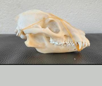 2 schedels Wasbeerhond taxidermie - skelet, geraamte, skull beschikbaar voor biedingen