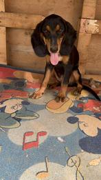 Joey heerlijk pup van vijf maanden, Particulier, Rabiës (hondsdolheid), 15 weken tot 1 jaar, Reu