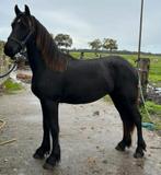Friese merrie, Dieren en Toebehoren, Paarden, Merrie, Gechipt, 0 tot 2 jaar, 160 tot 165 cm