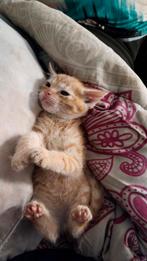 20 september 2025 geboren, Dieren en Toebehoren, Katten en Kittens | Raskatten | Korthaar, Kater, Ontwormd, 0 tot 2 jaar