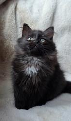 Zwart langhaar kitten poesje, Dieren en Toebehoren, Poes, Ontwormd, 0 tot 2 jaar