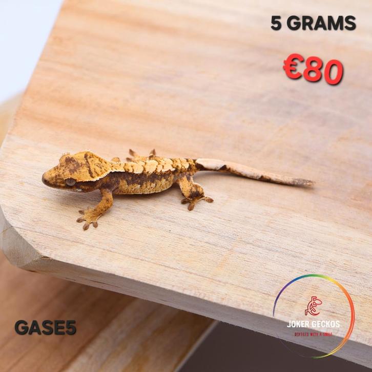 Wimpergekko Correlophus ciliatus JOKERGECKOS