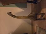 Brachiosaurus, Ophalen of Verzenden, Zo goed als nieuw, Paard, Beeldje of Figuurtje