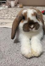 Baby konijn 10 weken mag weg, Dieren en Toebehoren, Konijnen
