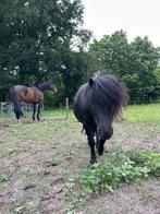 Paarden wei met stal gezocht, Dieren en Toebehoren, Weidegang, 2 of 3 paarden of pony's