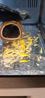 Yellow Fire Neocaridina garnalen, Kreeft, Krab of Garnaal, Zoetwatervis