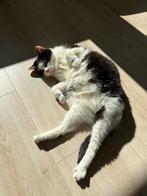 Poes, Poes, Kortharig, 6 jaar of ouder