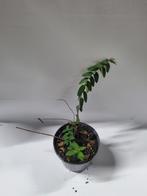 Hypericum te koop, Ophalen, Overige soorten, Volle zon