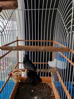 Picolet met 1 poot mannetje zonder kooi, Mannelijk