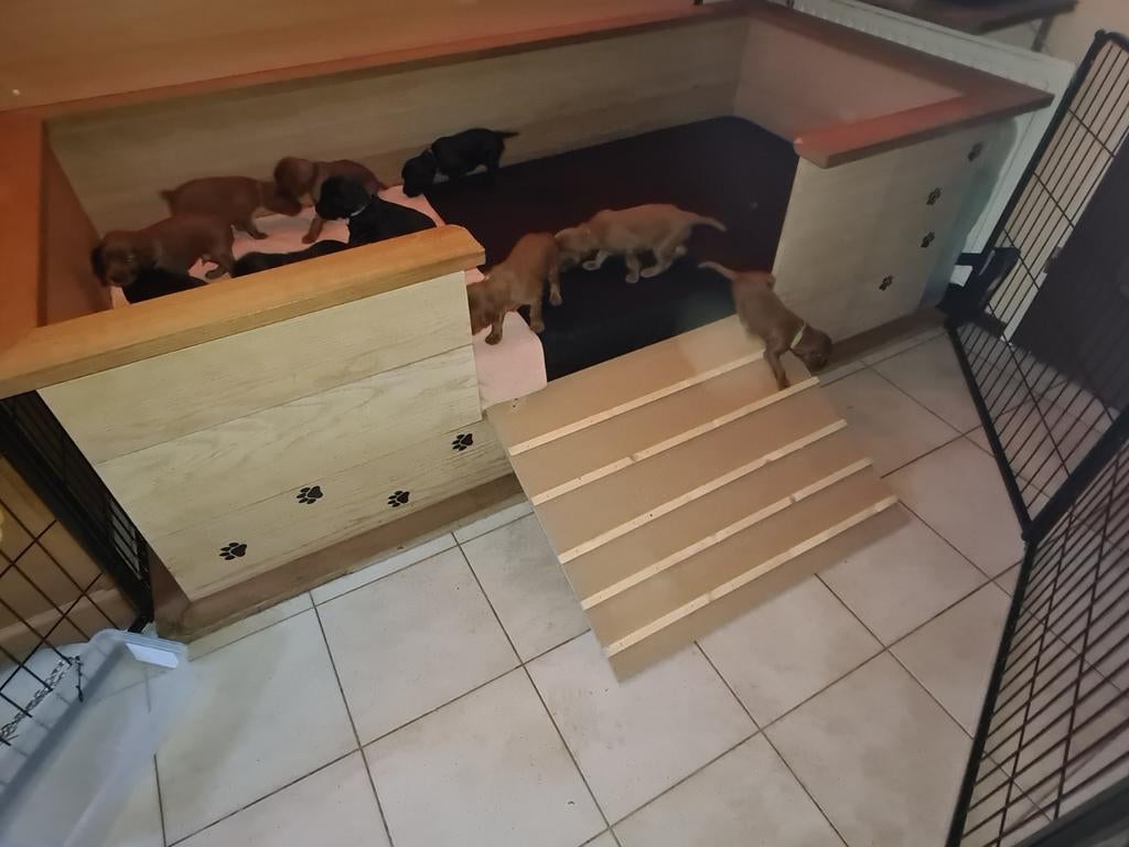 Ierse Setter pups, 8 tot 15 weken, Meerdere, Meerdere dieren, Setter