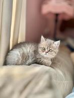 Britse korthaar kitten poesje – lief karakter, mag verhuizen, Poes, Ontwormd, 0 tot 2 jaar