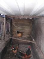 Broedeieren Vorwerk kriel, Geslacht onbekend, Kip