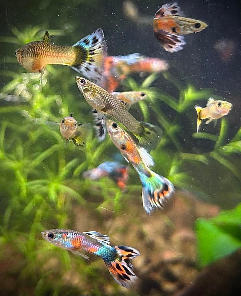 Raszuivere guppen, Dieren en Toebehoren, Vissen | Aquariumvissen, Vis, Zoetwatervis, Schoolvis