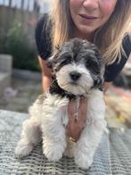 Puppy Havanese-Maltezer, Dieren en Toebehoren, Parvo, Maltezer, Reu, 8 tot 15 weken