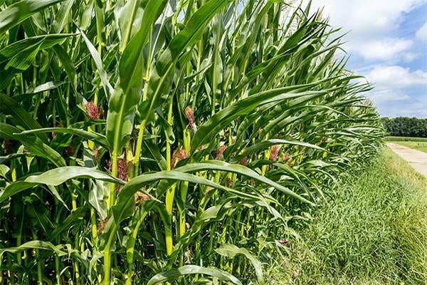 Gezocht snijmais op stam, Ophalen of Verzenden