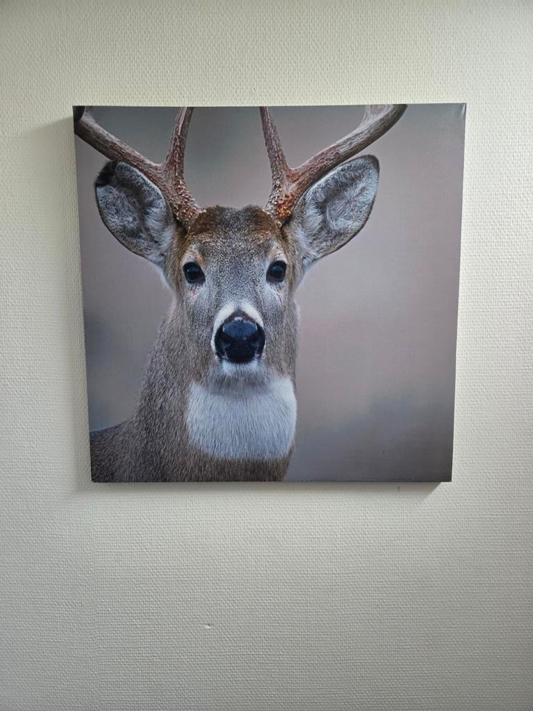 Schilderij hert 59 bij 59, Ophalen