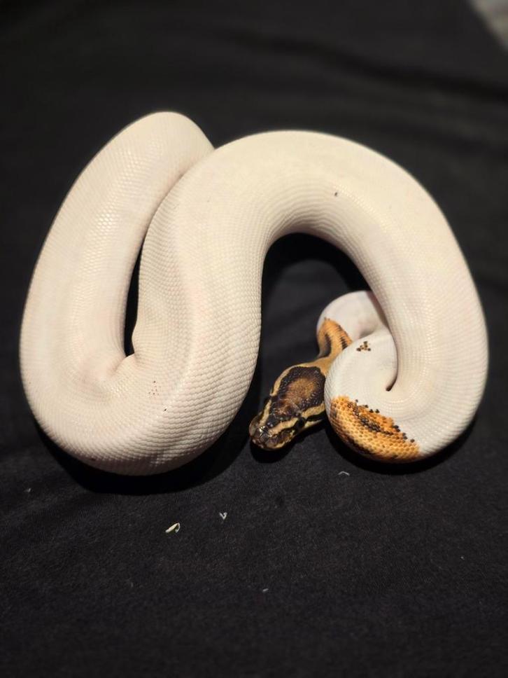 0.1 od yb pied het ultramel ball python Ball Python - female for sale from martijn