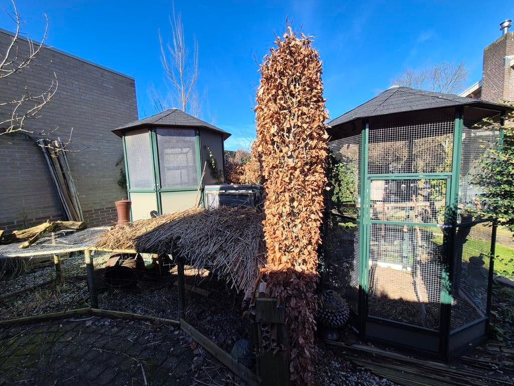 Volière / vogelkooi 2 delig, Ophalen of Verzenden, Hout, Volière